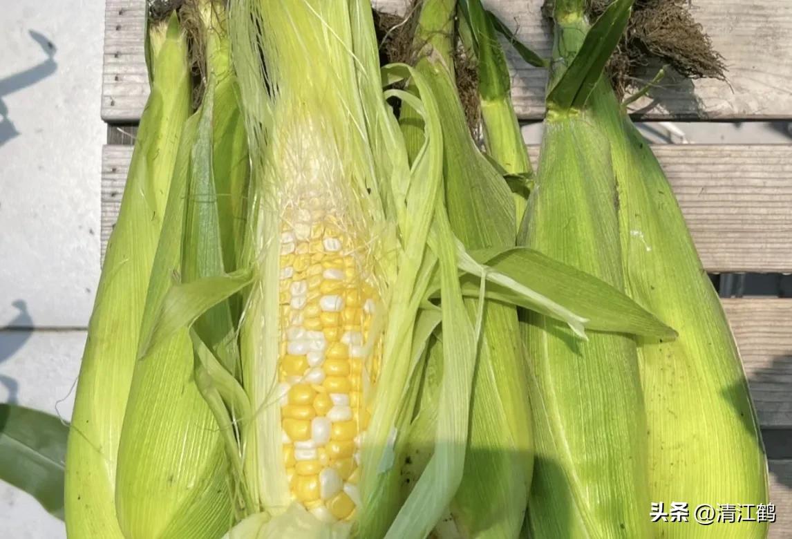 适合西北种植的玉米品种有哪些,适合南方种植的玉米品种排名