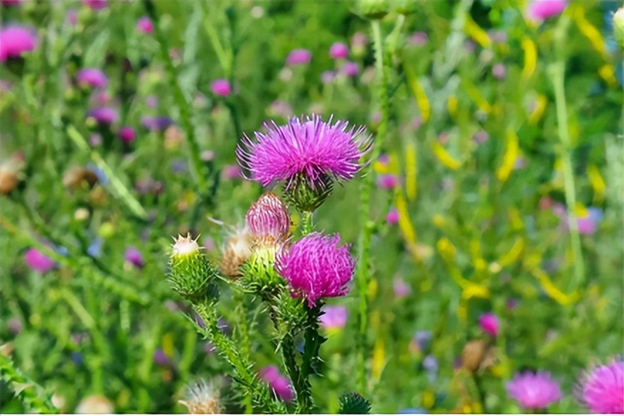 水飞蓟护肝中药配方,健康中药水飞蓟护肝疗效怎么样