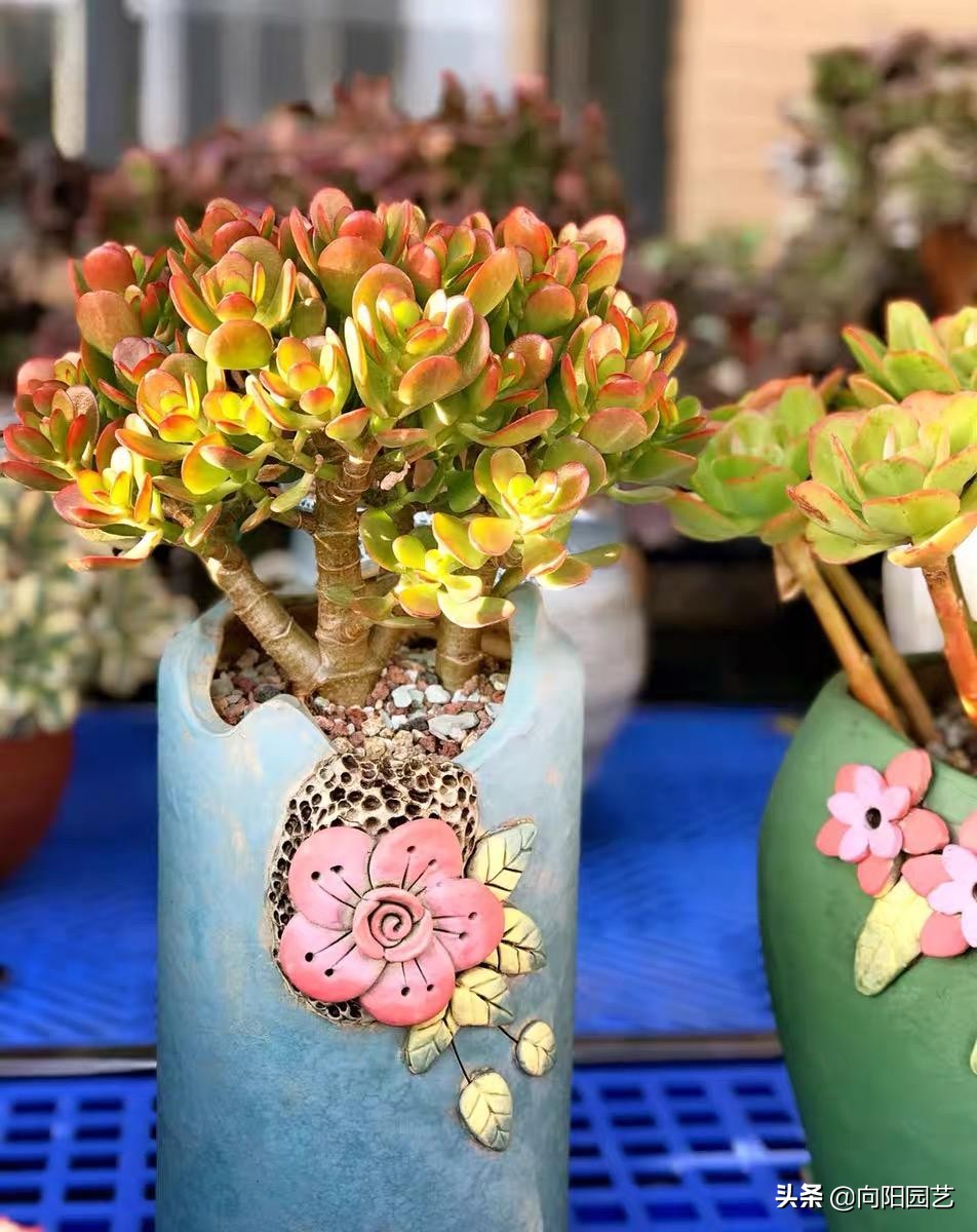 高锰酸钾能杀虫吗,高锰酸钾能杀有害菌吗