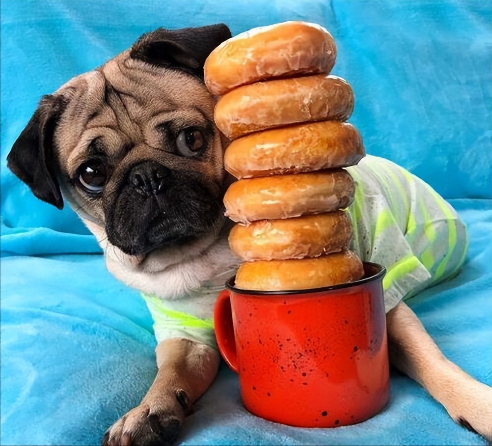 养巴哥犬的优缺点,第一次养狗适合养什么巴哥犬