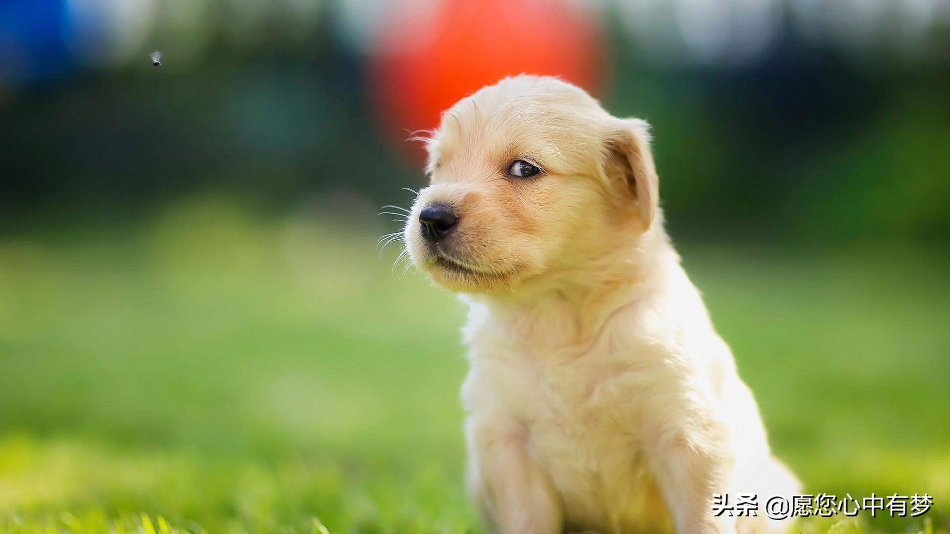 狗狗对尘螨过敏什么症状,狗狗对哪些谷类过敏