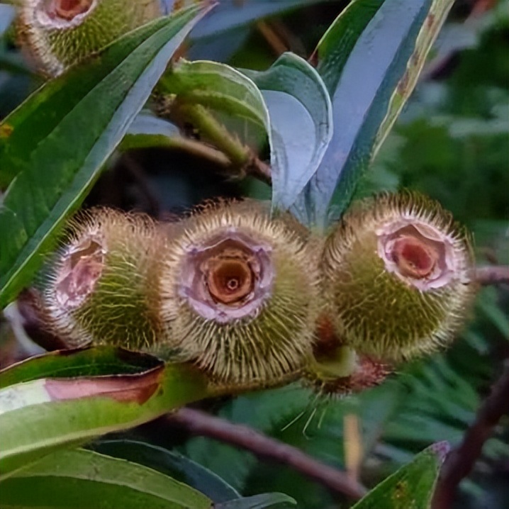 坪山景色,坪山有什么风景