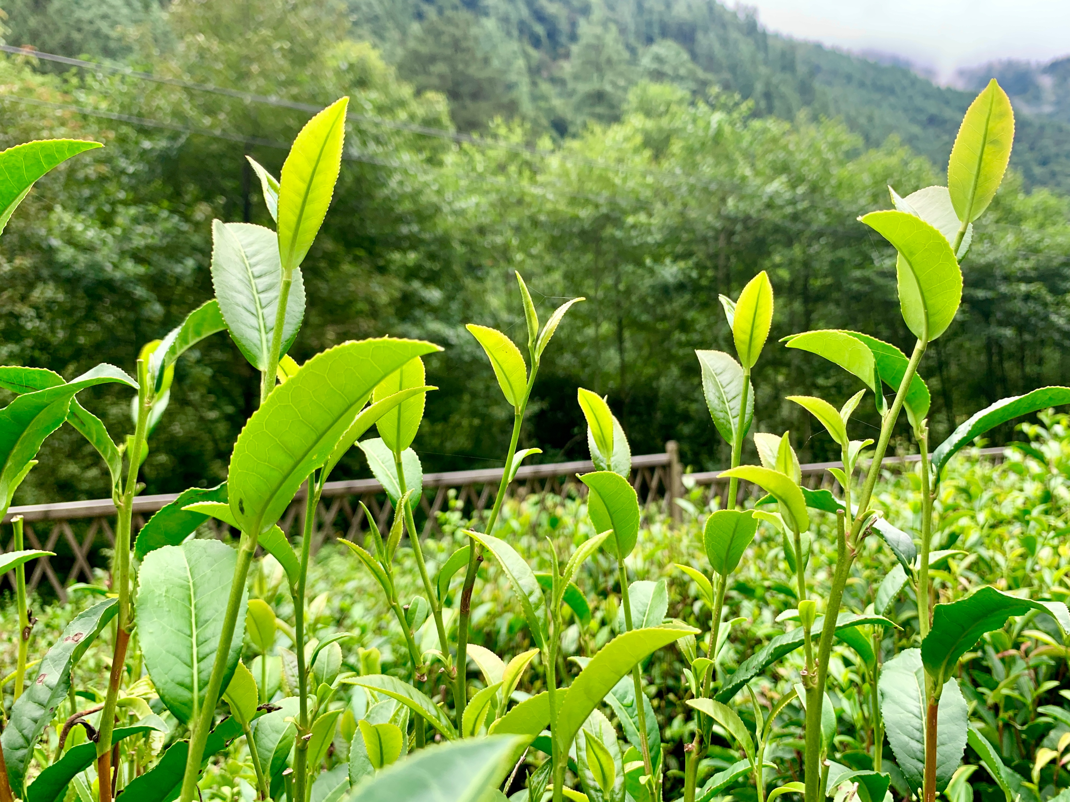 云南最高海拔的茶叶,海拔最高的茶叶产地在哪里