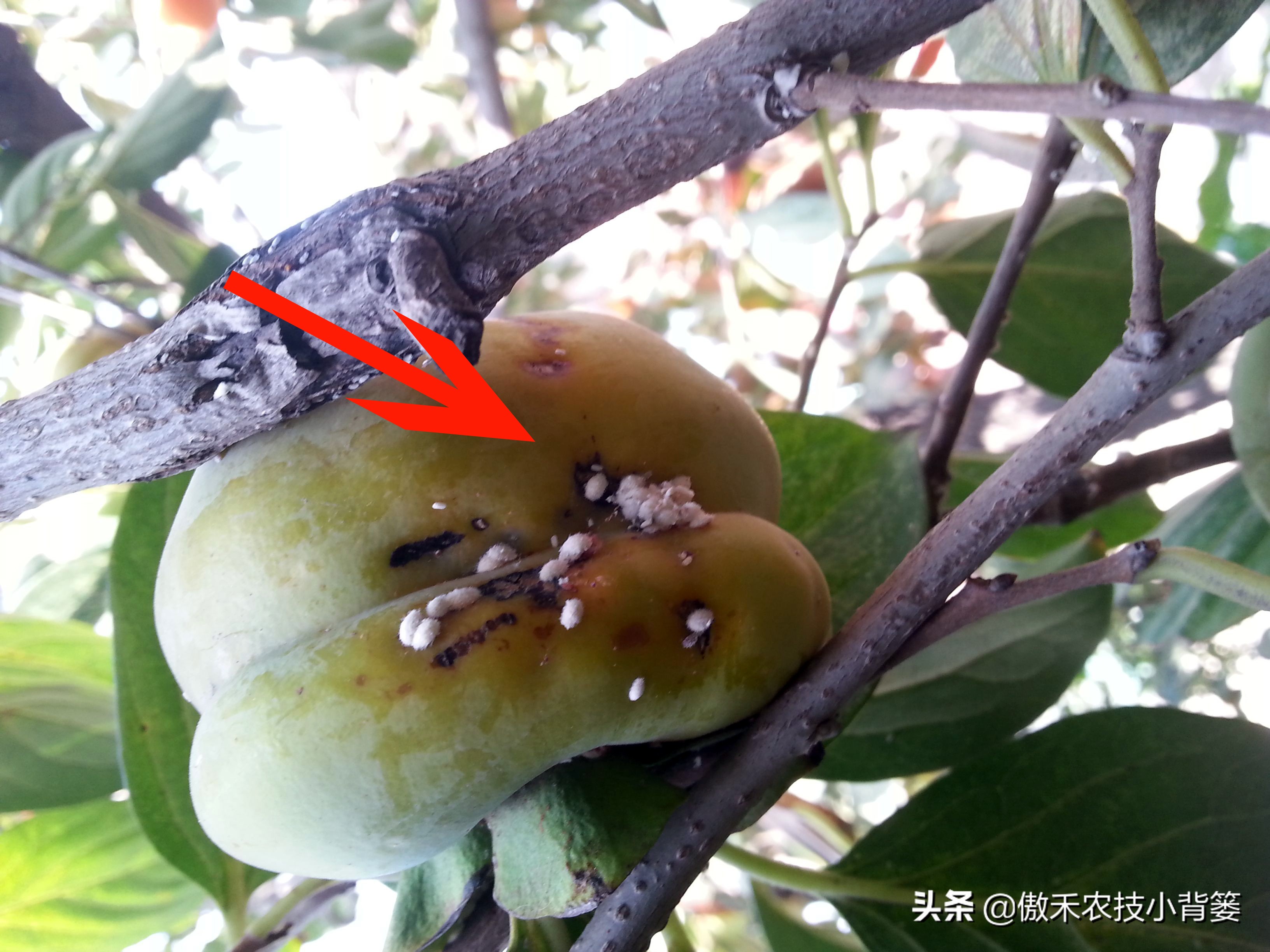 小小昆虫到底多可怕,小小红蜘蛛是什么