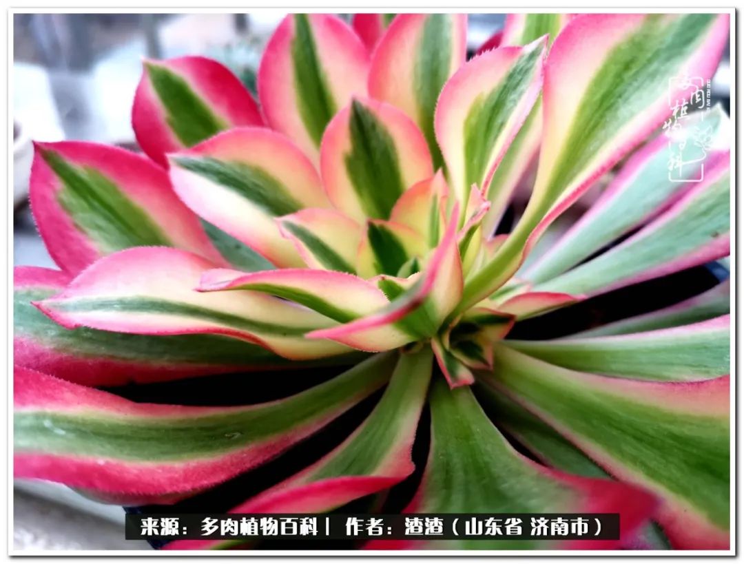 一个并不优秀的90后,何以解忧唯有多肉下一句