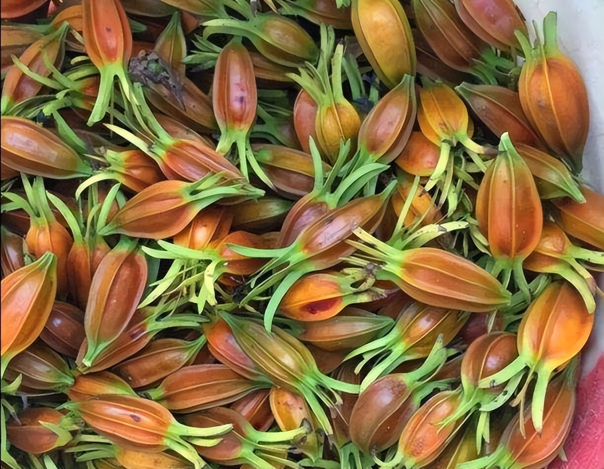 黄栀子的高级用法,黄栀子和水栀子有什么区别