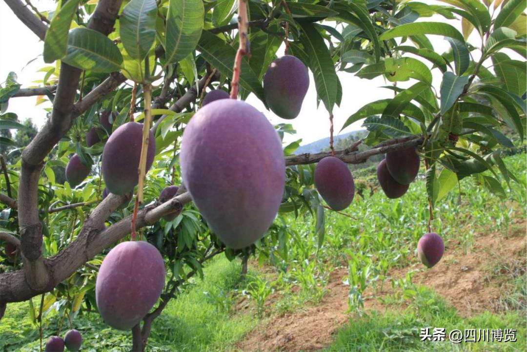 德阳年货展销会,年货展销会德阳