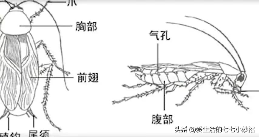 蟑螂药不要买了教你一个土办法,买了蟑螂药后家里蟑螂不出现了呢
