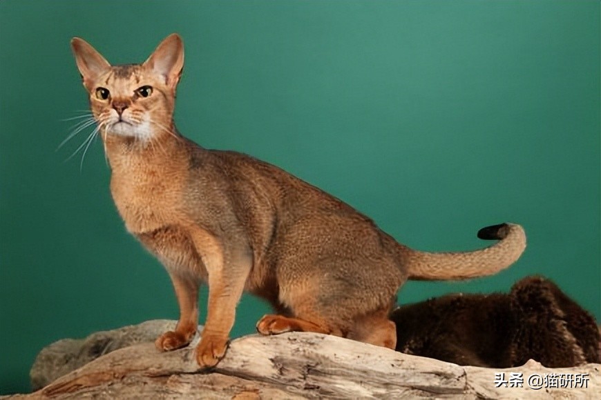 什么猫咪和英短合得来,猫咪长毛英短怎么区分公母