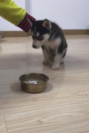 狗狗常见疾病的防治,狗狗常见的7个意外及措施