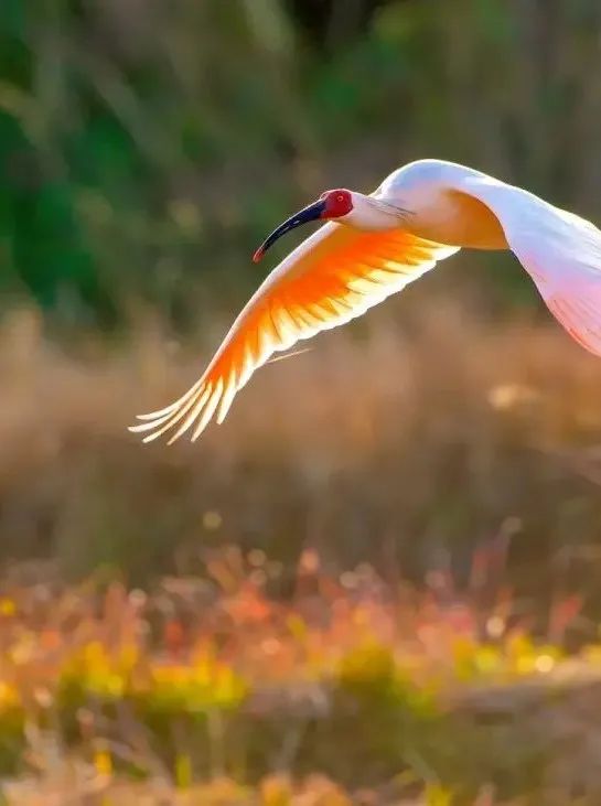 信阳罗山一日游攻略,信阳新县自驾游二日游攻略