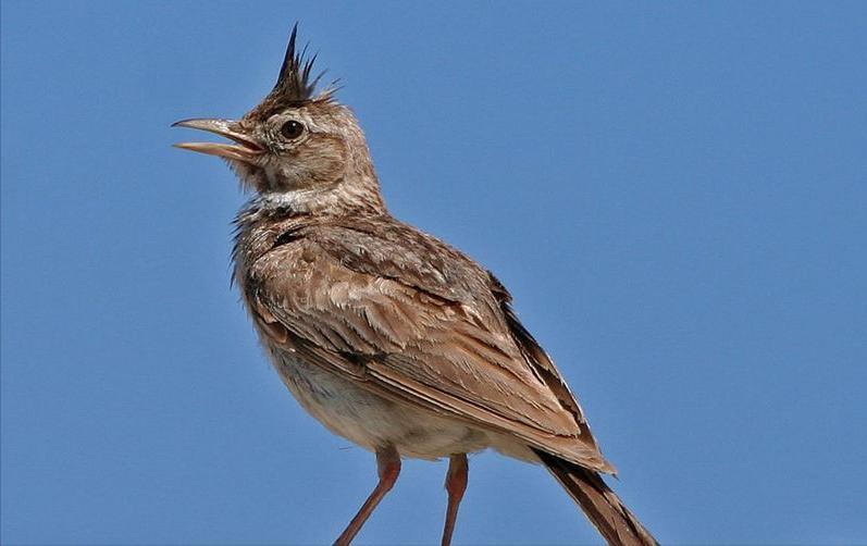 50张最佳鸟类摄影作品,鸟儿大全大图