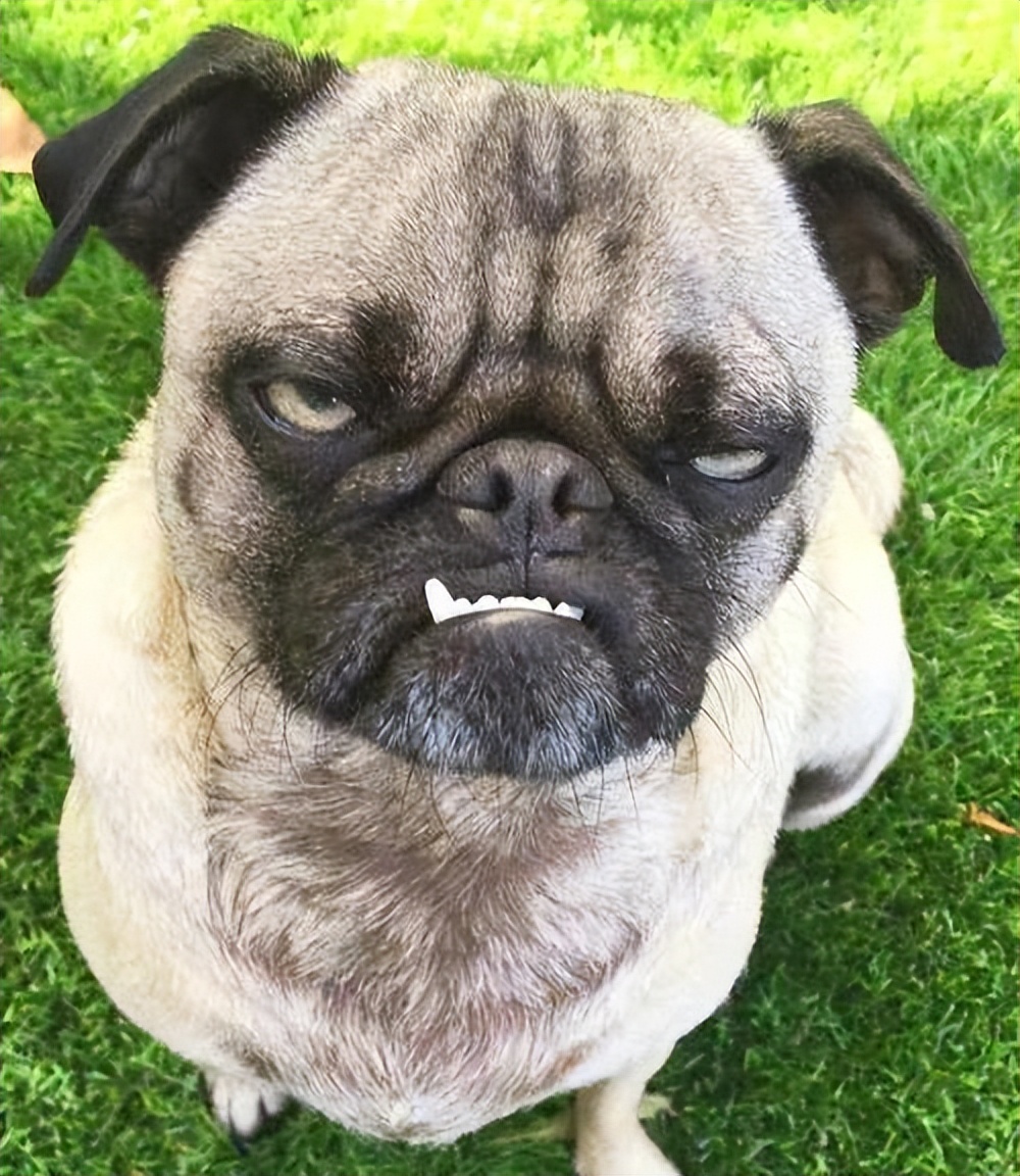 狗狗有哪些表现是精神病,狗狗玩不小心咬到是狂犬病吗