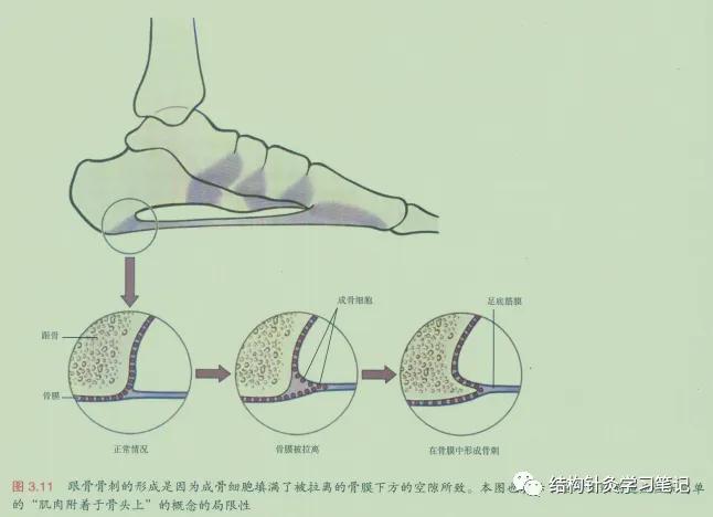 拔罐中的走罐,拔罐走罐视频