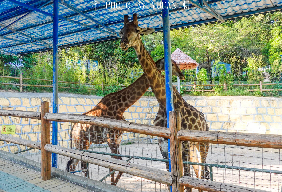 潮州旅游景点推荐动物园,潮州文化公园动物园