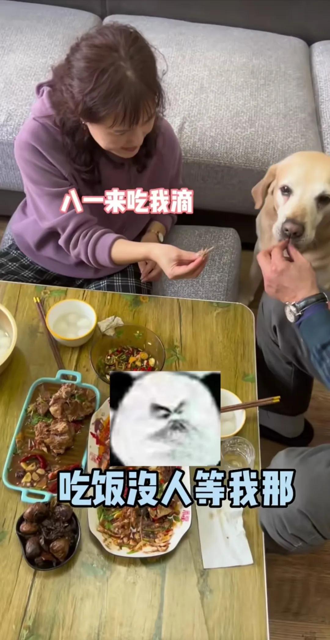 盘点六只已经死的网红狗,这些年有哪些网红狗不幸去世了