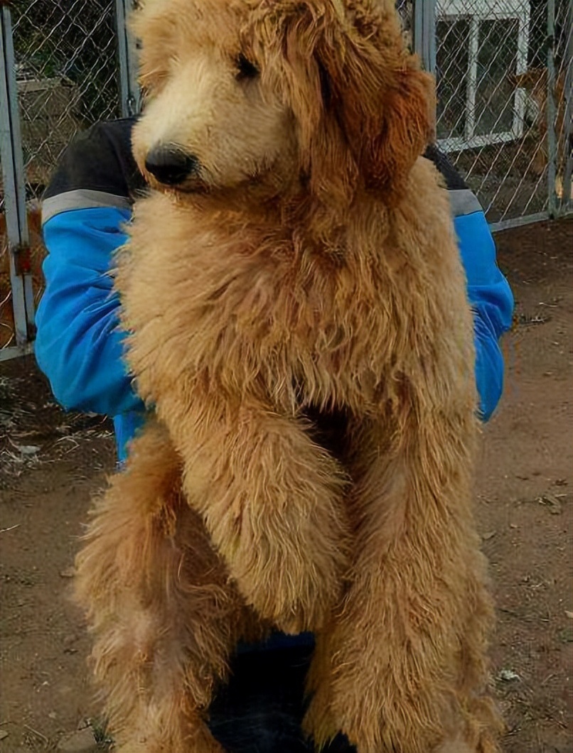 哈士奇大型犬可以养吗,哈士奇犬为什么不建议养