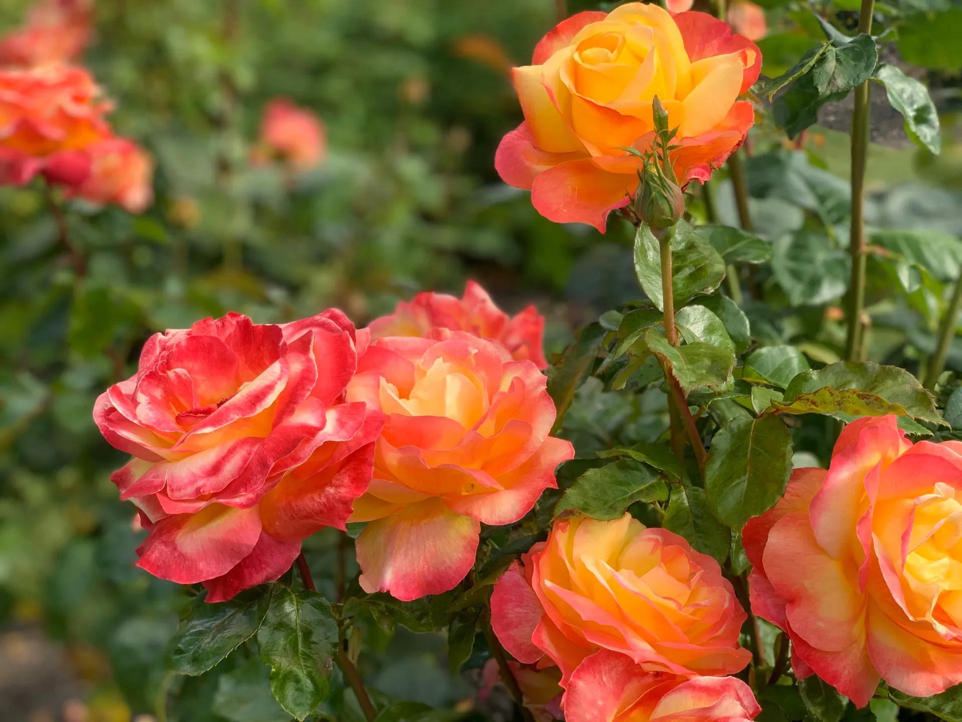 新西兰南岛自驾地图,新西兰南岛免费自驾游