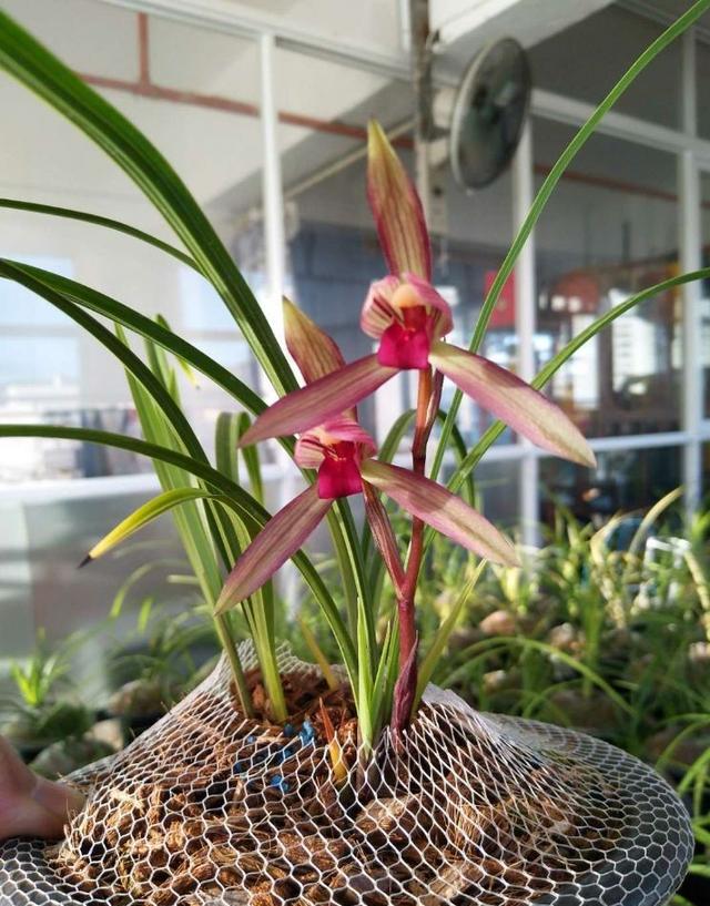 十二星座幸运花解读,十二星座幸运花双鱼座是紫罗兰