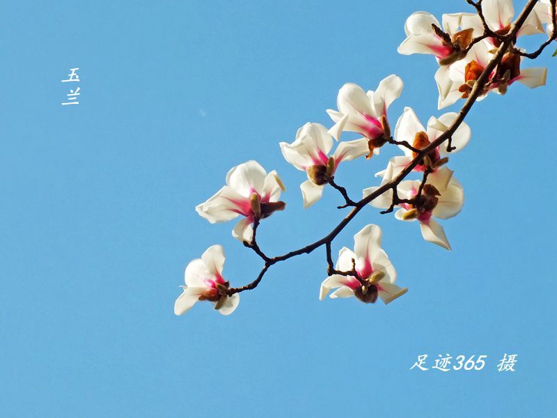 又见玉兰、杏花不一样的拍法