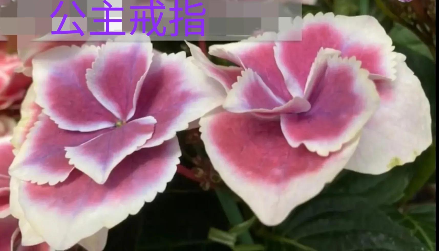 开眼界了!五大突出特征让这种“球花”魔力无限,人见人爱