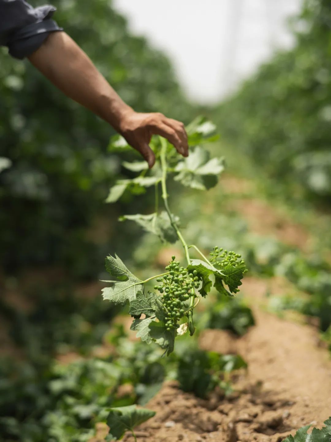 正和岛知名企业家投资交流,正和岛投资总裁