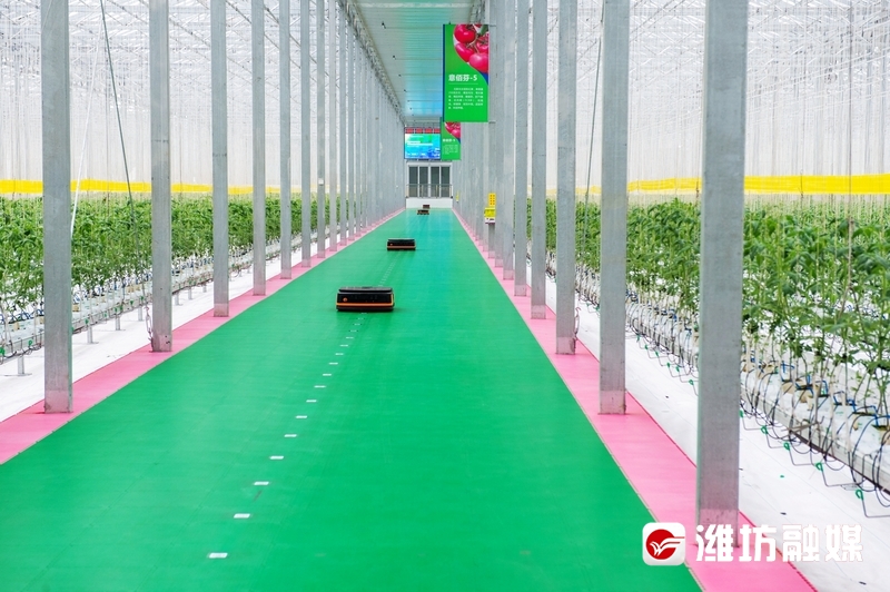 【潍观|菜博会24载“长红”，密码为你解锁】