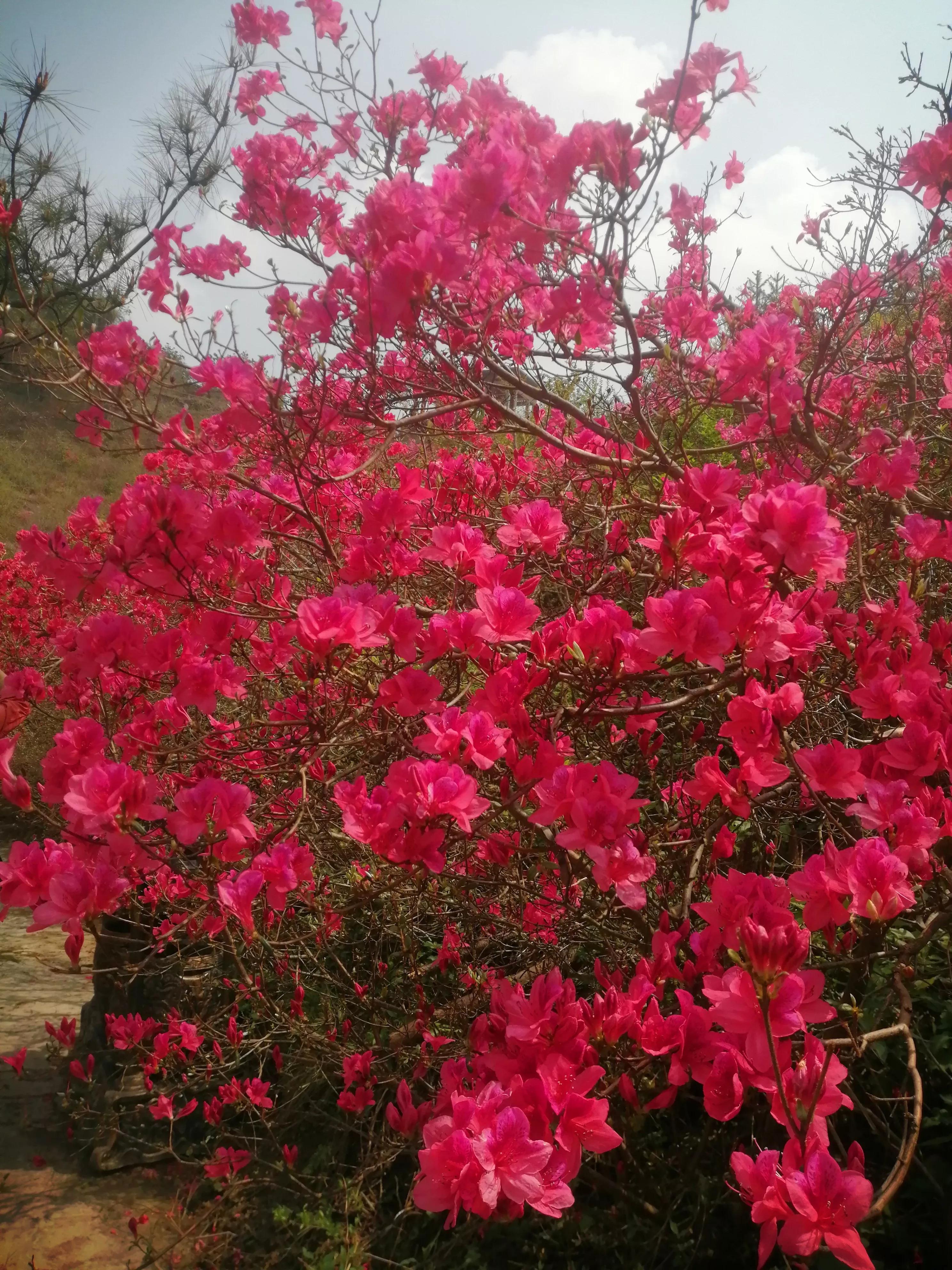 最美映山红完整版,最美映山红图片