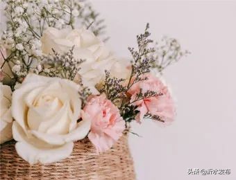 可以养肝护肝的花,春季护肝的花