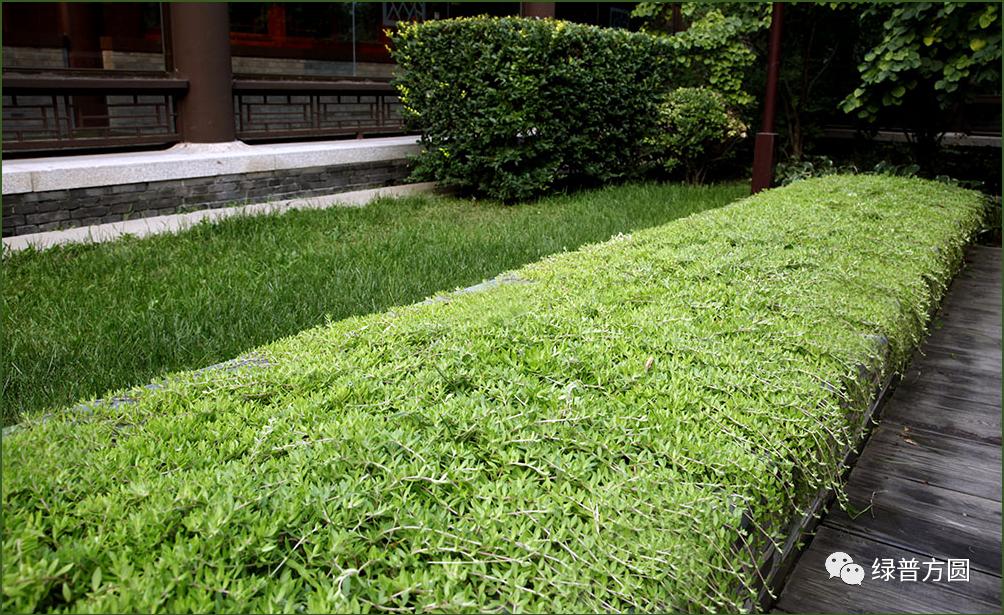 垂盆草在花境中的应用,垂盆草的功效与应用