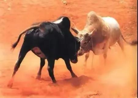 买回家的沙发有伤痕?你买回去的是一头有故事的牛