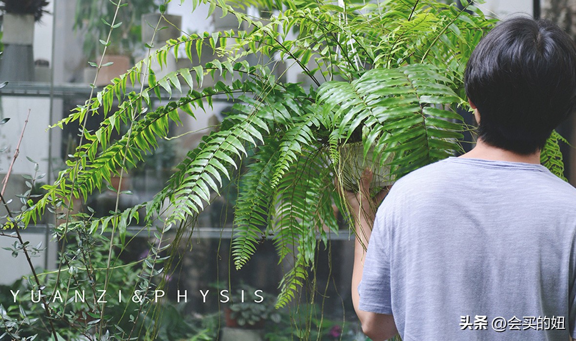 好看的绿植店铺推荐,招财又好养的店铺绿植