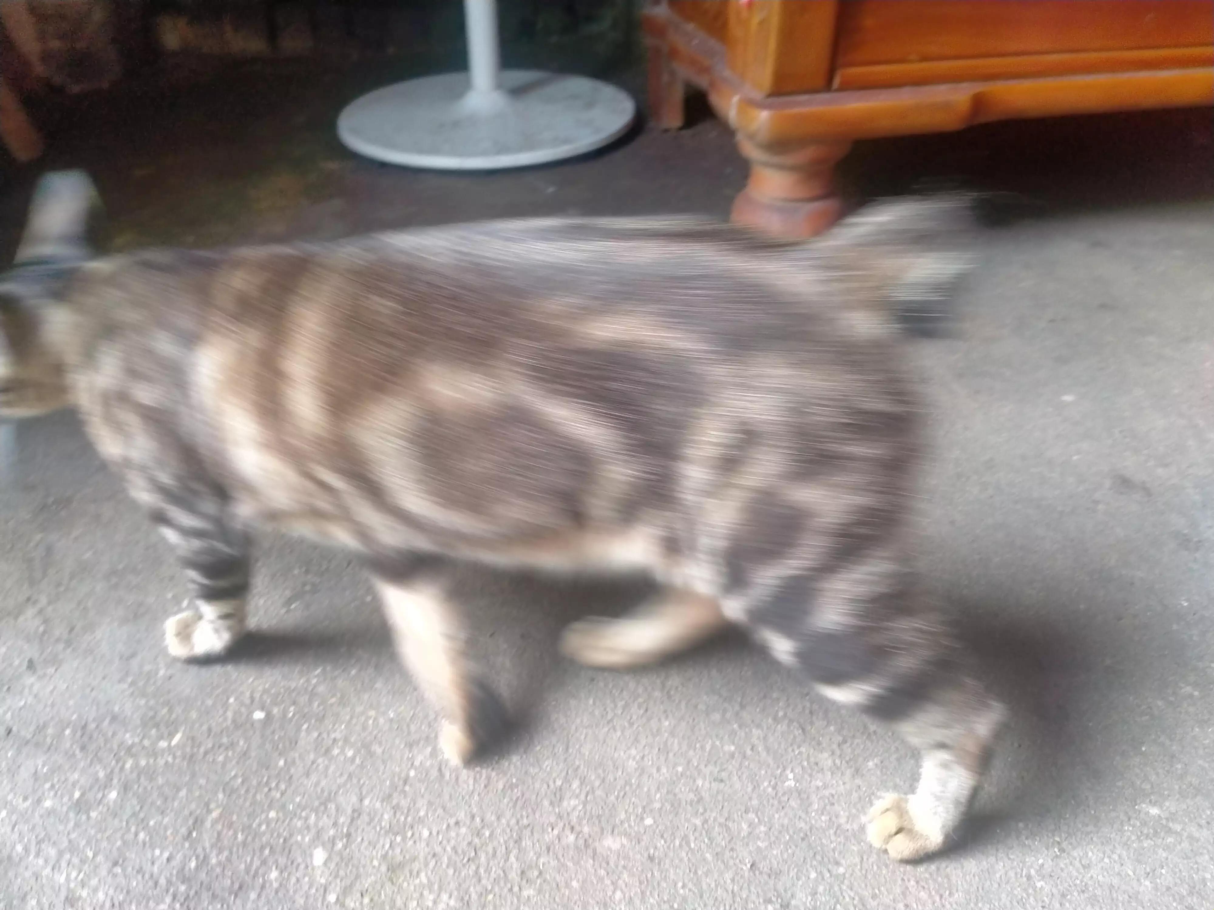 三脚猫小猫,三脚猫六角