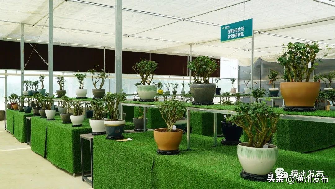 茉莉花盆栽批发南宁,正宗茉莉花盆栽安徽发货