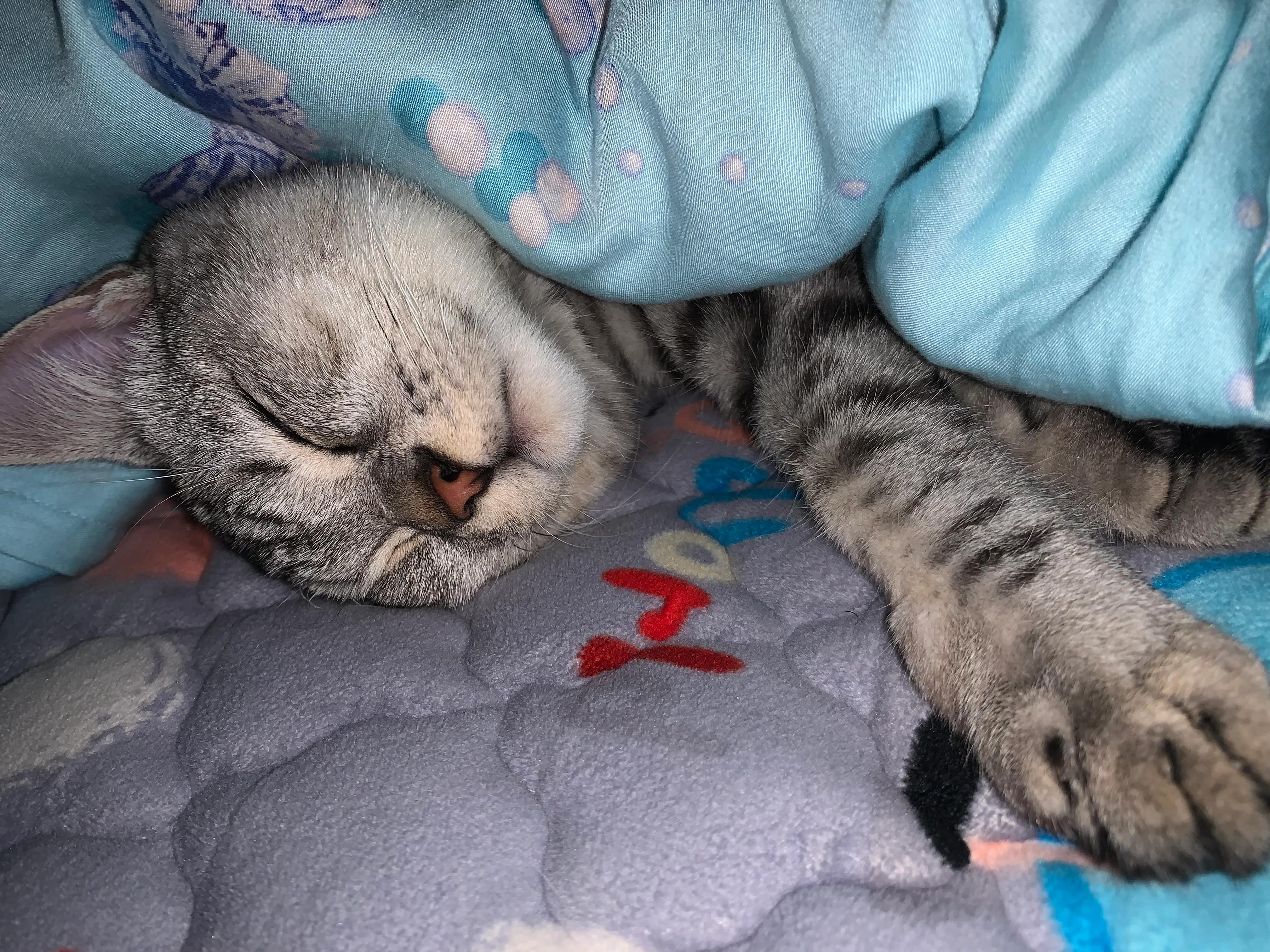 给小猫咪洗澡是什么样子,可爱的小猫咪洗澡