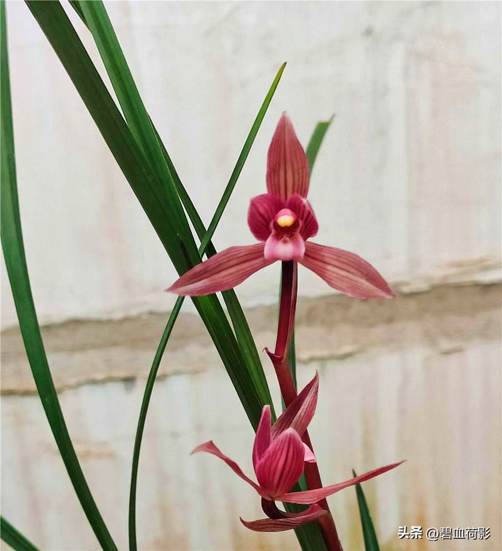 200万的兰花被盗判刑15年,盗挖名贵兰花获刑