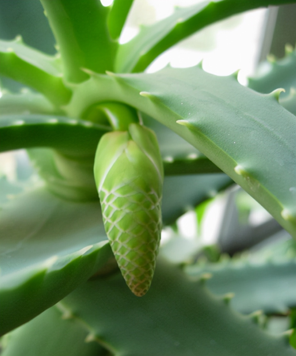 喜欢养花的人都会养什么花,喜欢养花的能不能养猫