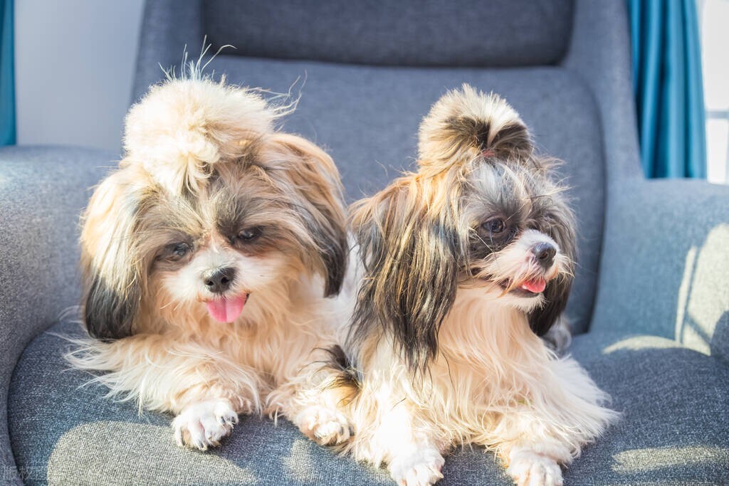 排名前十的狗狗排名,排名前十的狗狗羊奶粉