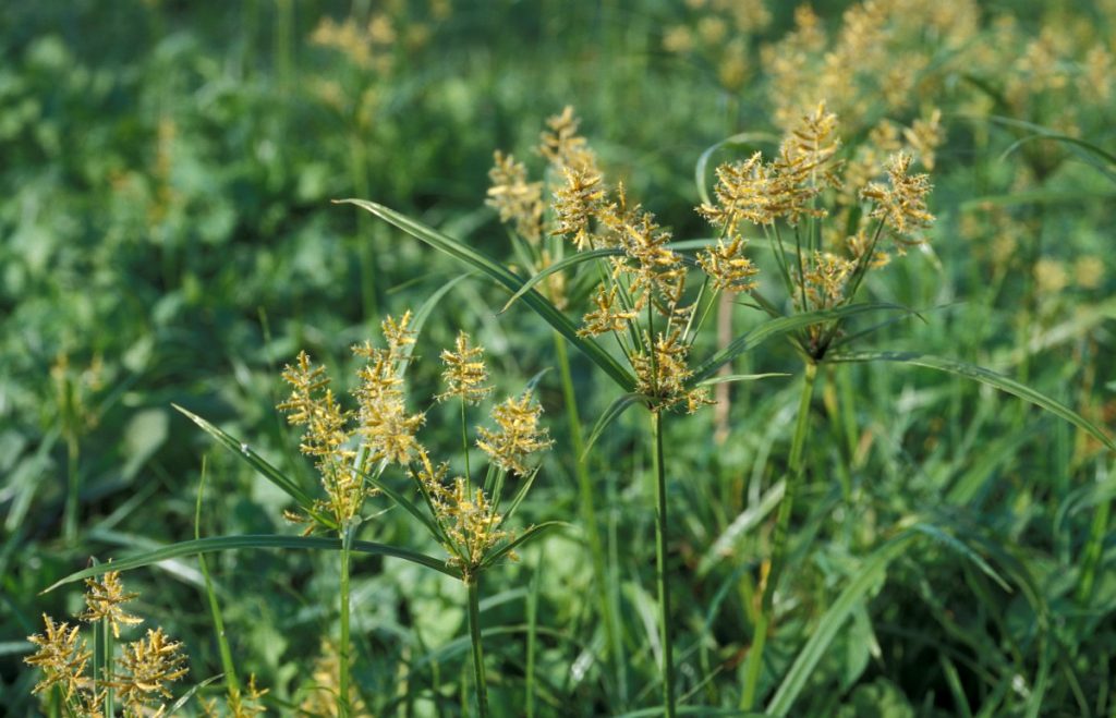 高油大豆高产栽培技术,高产油豆种