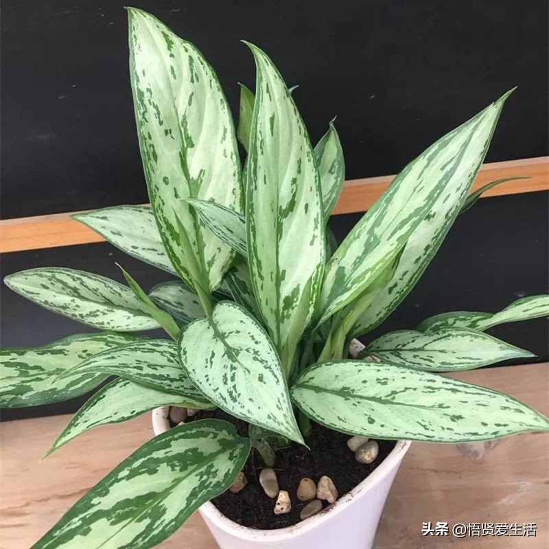 适合室内养耐阴的小型观赏花,好养的喜阴花有哪些室内