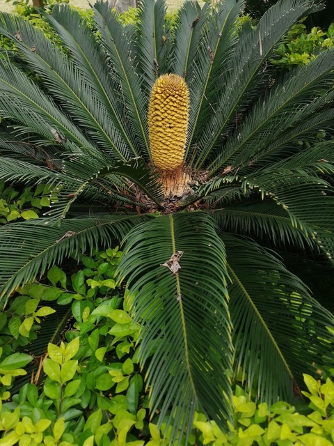 你见过铁树会开花吗,铁树开花铁树真的会开花吗