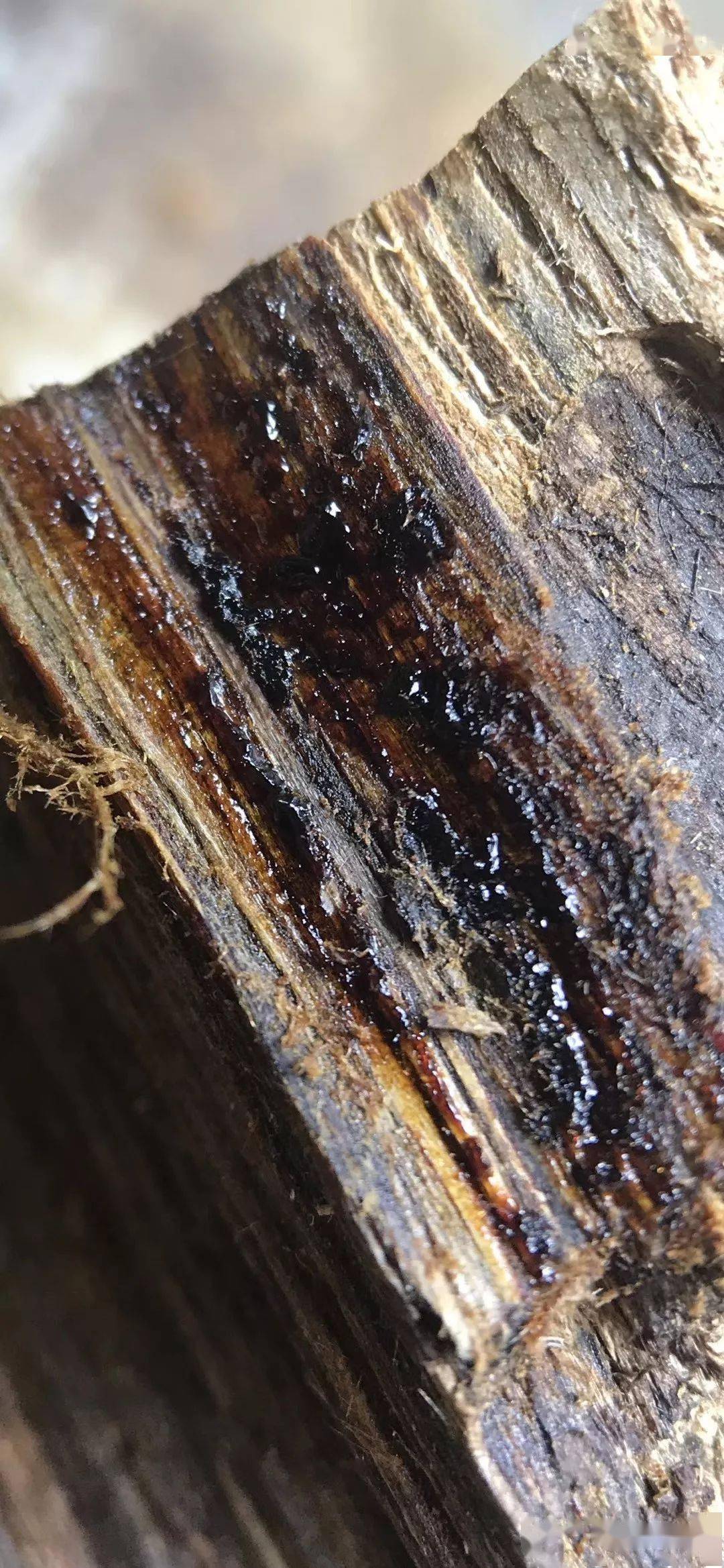 闻香识楠，为什么玩奇楠要需要进阶？