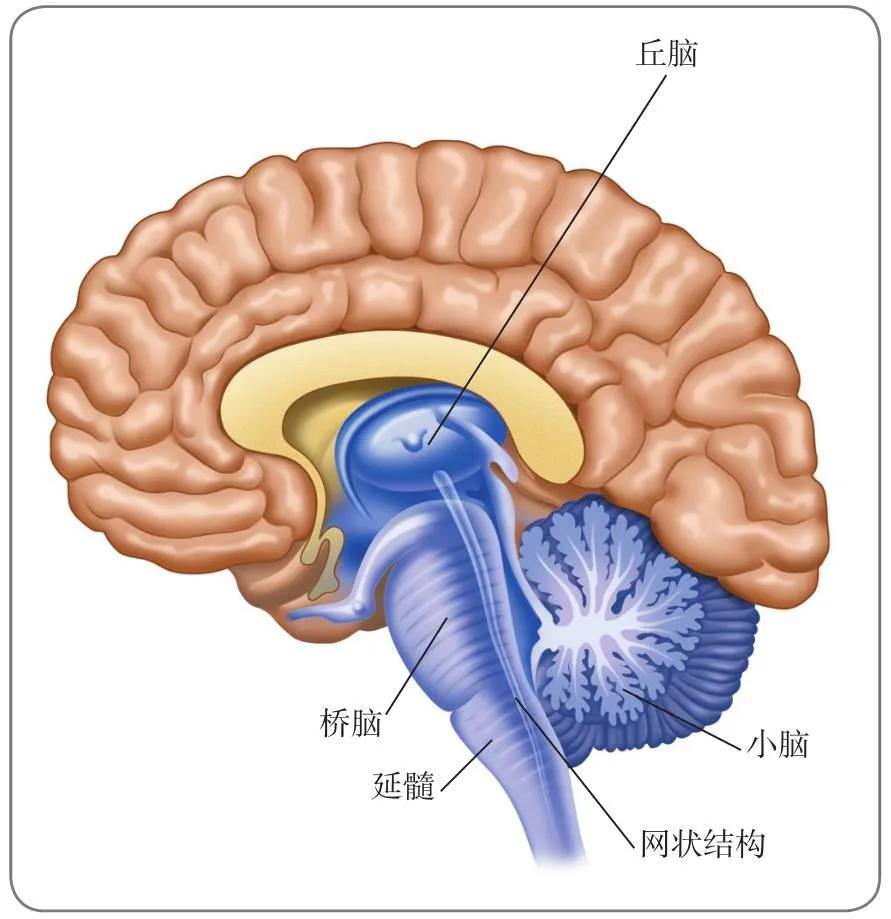 脑的骨结构和功能图,脑的结构和功能