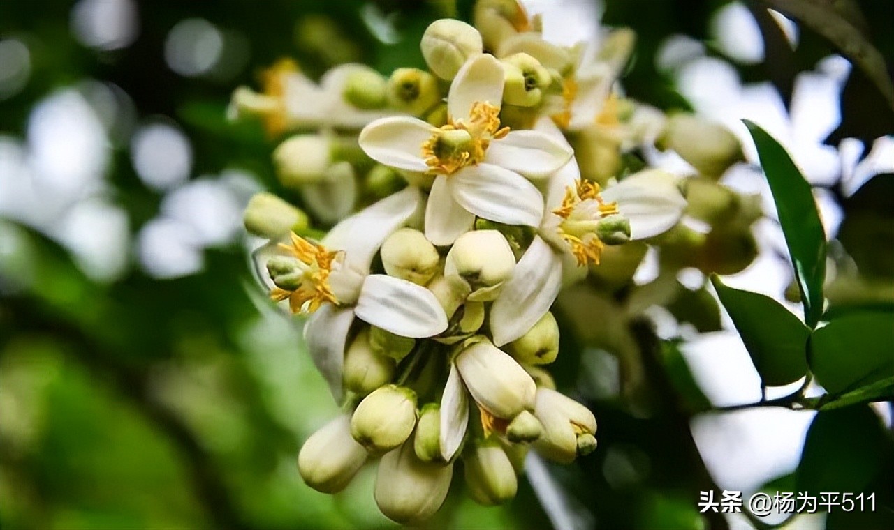 诗意香橼花（并柑橘橙柚花）