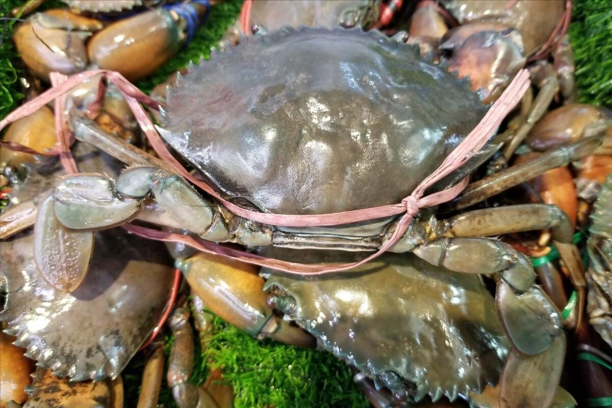 螃蟹品种怎么区分,螃蟹如何挑选图解