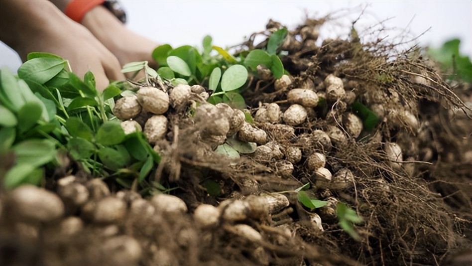鑺辩敓鍩哄洜绐佸彉,鑺辩敓鎶楁棻鍩哄洜