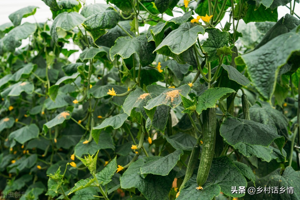 神奇的环保酵素用什么制作,种植酵素的作用与功效