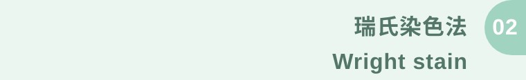 细胞涂片染色方法,涂片与染色操作