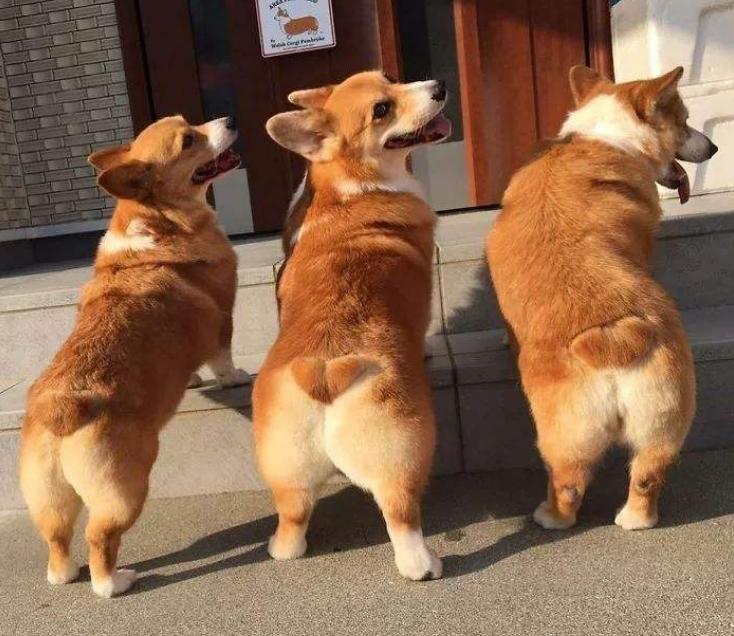 偷狗贼用毒针射杀的狗能活吗,偷狗的毒针到底有多毒