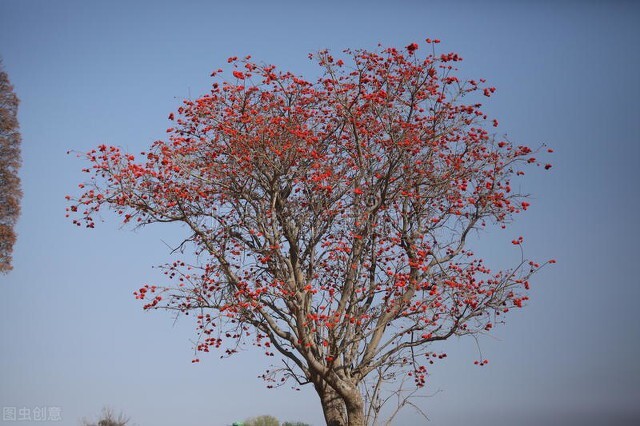 欣赏美丽的珊瑚,田里珊瑚树